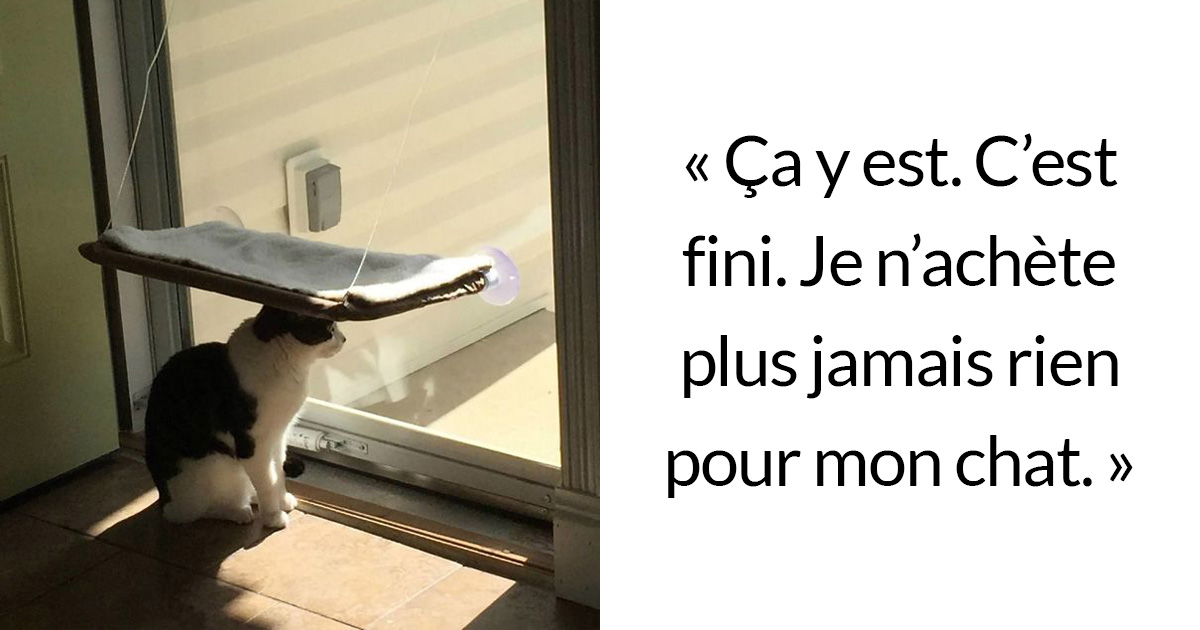 33 fois où des chats pas très malins ont fait des choses pas très malignes