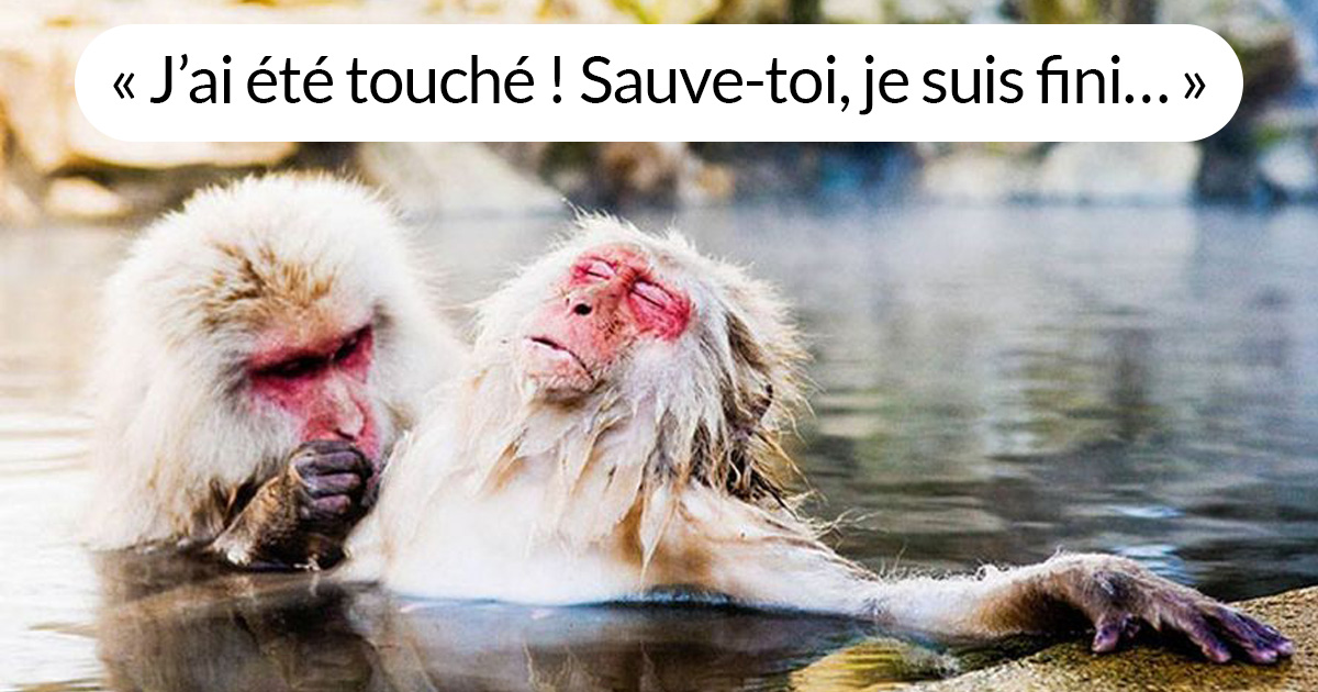 22 Meilleures Participations Aux Prix De Photographie Humoristique De La Faune 18 Ipnoze 22 Meilleures Participations Aux Prix De Photographie Humoristique De La Faune 18 Ipnoze