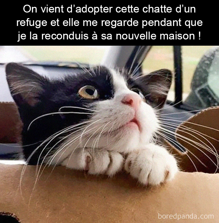 Photos Drole De Chat Photos Drole De Chat