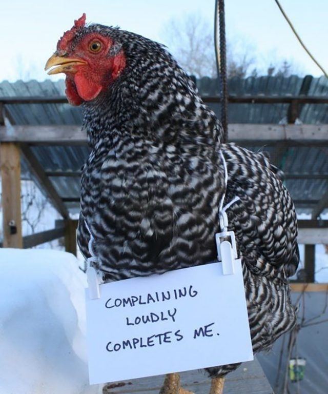 Mon Chat Me Saute Dessus Quand Je Marche Des fermiers humilient leurs poulets pour leurs « crimes » et c’est