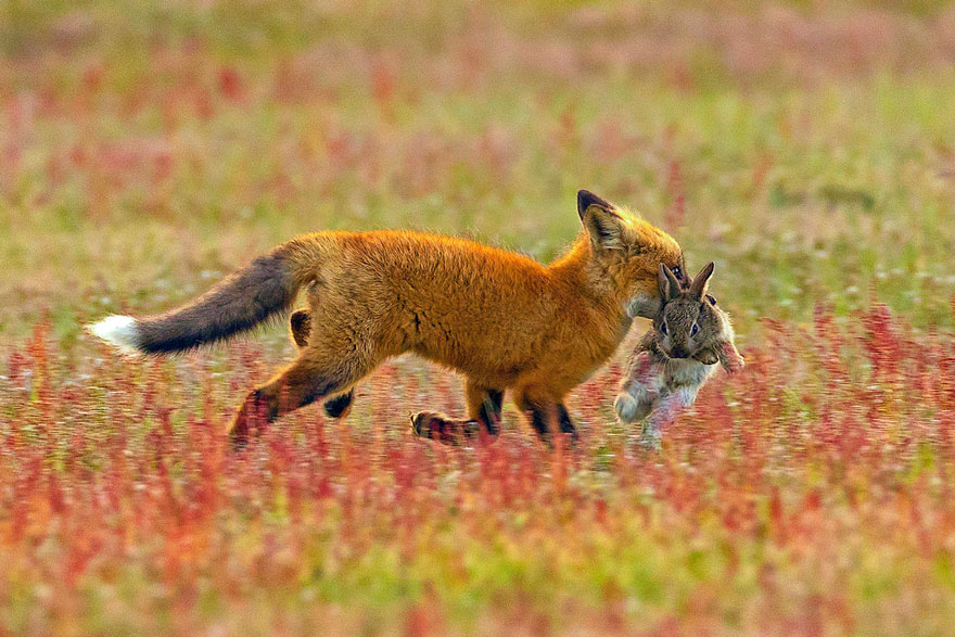 Cette bataille épique entre un renard et un pygargue pour un lapin s’intensifie à chaque photo