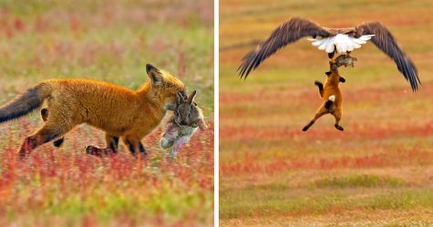 Cette bataille épique entre un renard et un pygargue pour un lapin s’intensifie à chaque photo