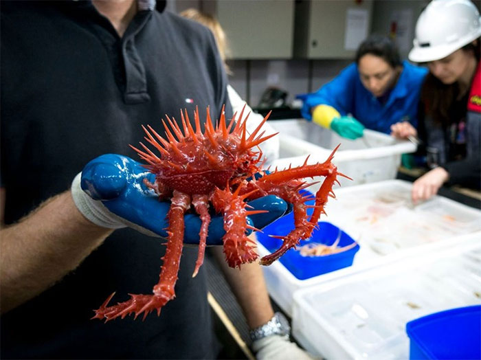 17 créatures terrifiantes trouvées par des chercheurs dans l’océan à près de 5 000 mètres de profondeur