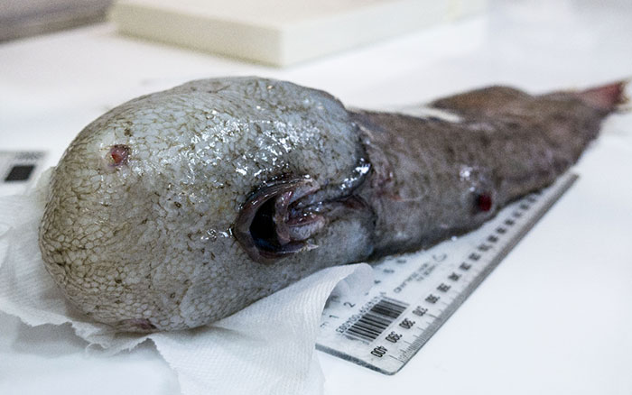 17 créatures terrifiantes trouvées par des chercheurs dans l’océan à près de 5 000 mètres de profondeur