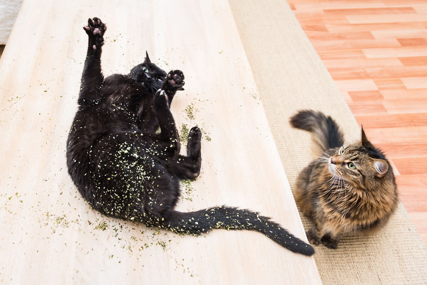 Je prends des photos de chats sous l’effet de l’herbe-aux-chats et c’est tellement amusant (19 images)