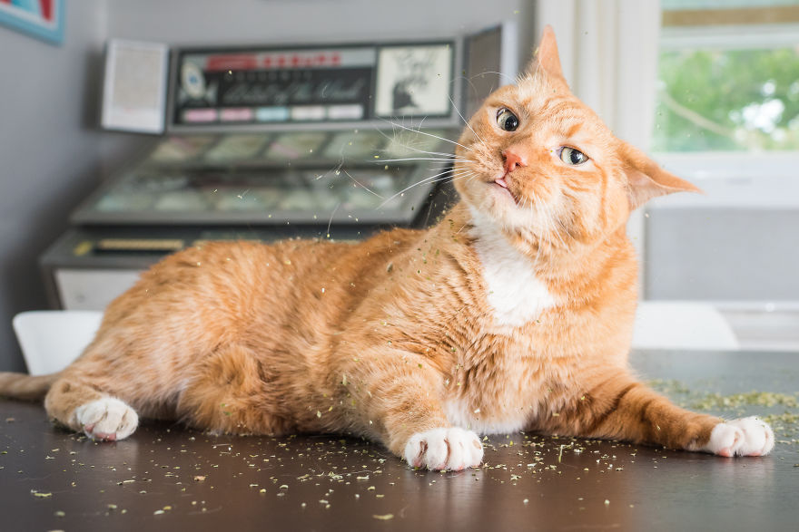 Je prends des photos de chats sous l’effet de l’herbe-aux-chats et c’est tellement amusant (19 images)