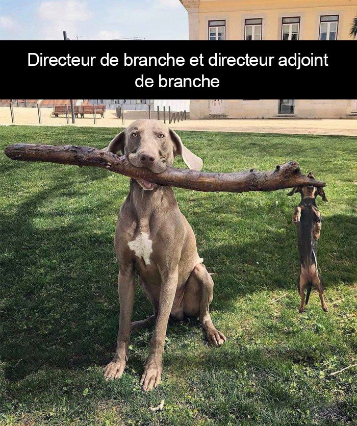 Mort de rire ! - Page 14 Chiens-legendes-droles-01