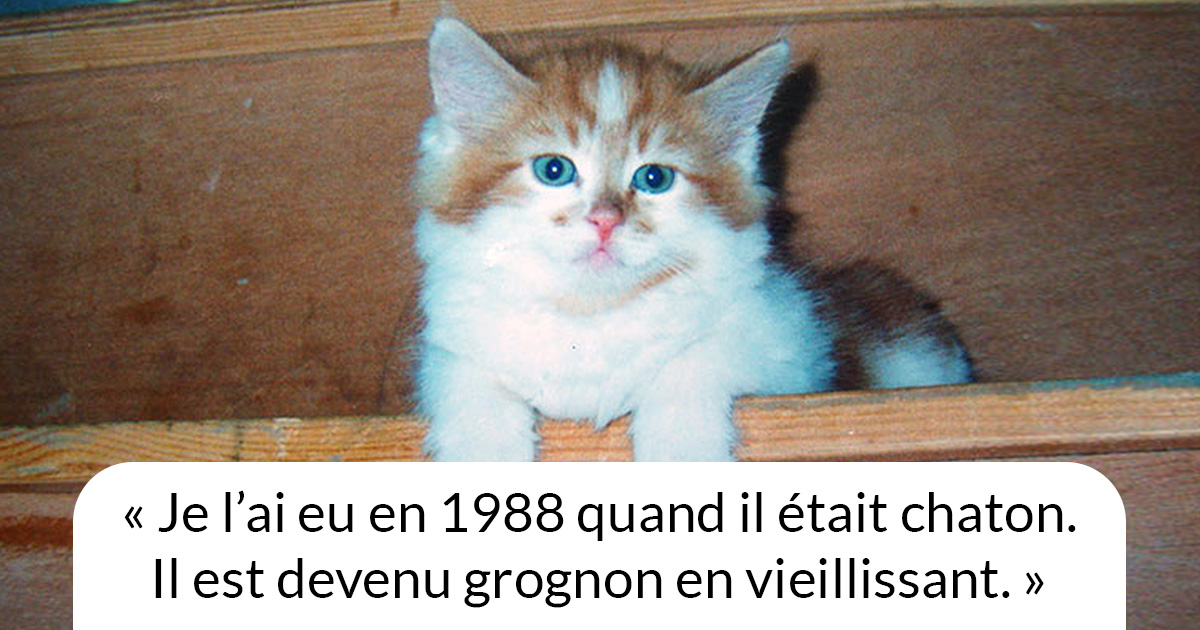 Une Fille A Eu Un Chat En 19 Mais Elle Ne S Attendait Pas A Lui Organiser Une Fete D Anniversaire 30 Ans Plus Tard Ipnoze Une Fille A Eu Un Chat En 19 Mais Elle Ne S Attendait Pas A Lui Organiser Une Fete D Anniversaire 30 Ans Plus Tard Ipnoze