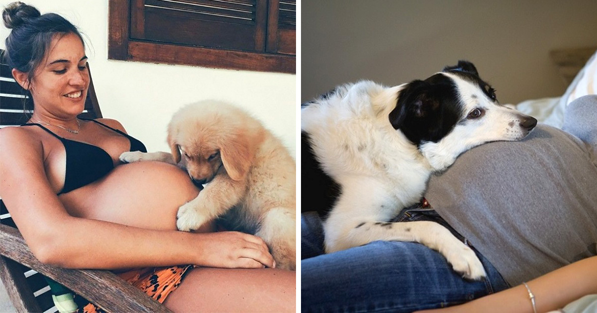 20 photos touchantes d’animaux qui attendent l’arrivée de bébés dans notre monde