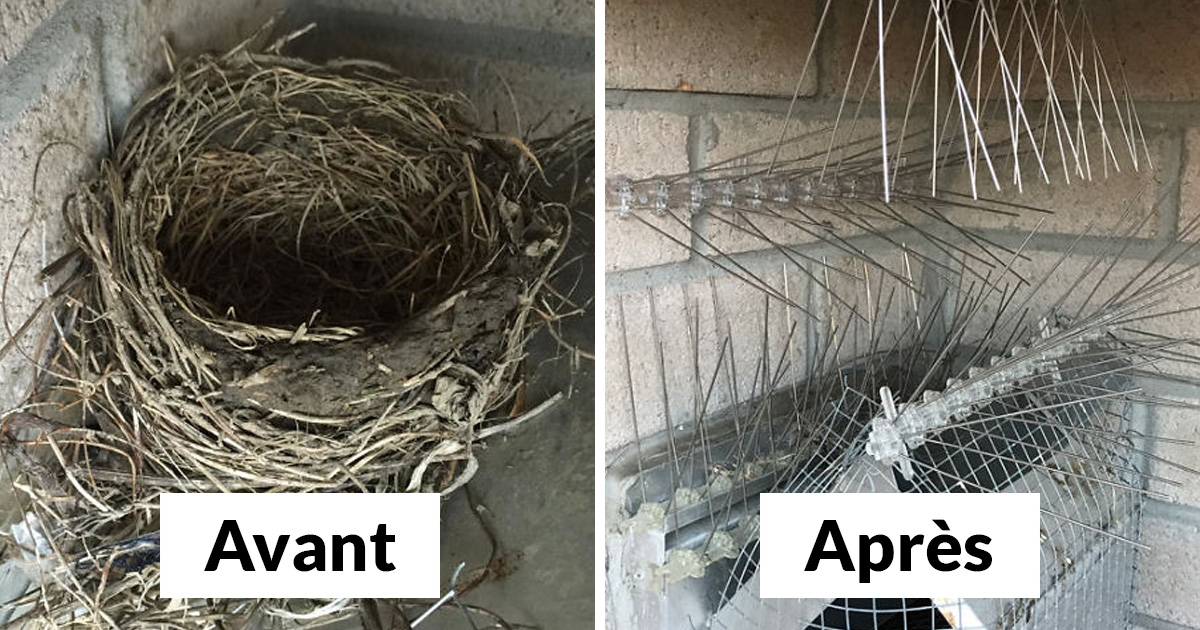 Ce Gars A Tenté De Se Battre Contre Des Oiseaux Pendant 4