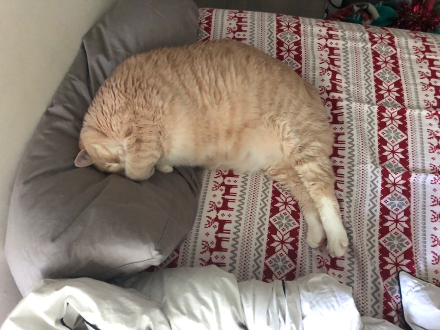 On est tombés amoureux de ce chat de 15 kilos, alors on a décidé de l’adopter et de l’aider à perdre du poids