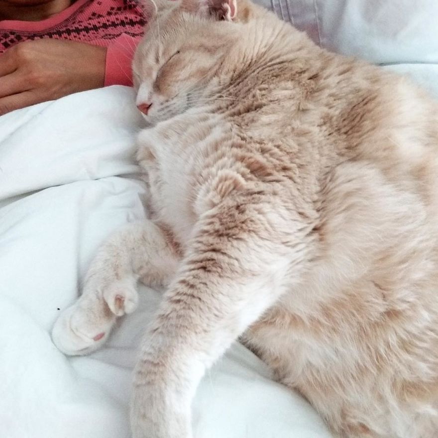 On est tombés amoureux de ce chat de 15 kilos, alors on a décidé de l’adopter et de l’aider à perdre du poids