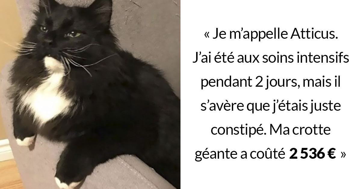 J Ai Passe Quatre Jours En Prison Parce Que J Ai 6 Chats Closer J Ai Passe Quatre Jours En Prison Parce Que J Ai 6 Chats Closer