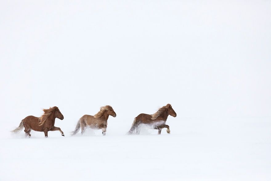 25 photos féeriques de chevaux islandais vivant dans des conditions extrêmes
