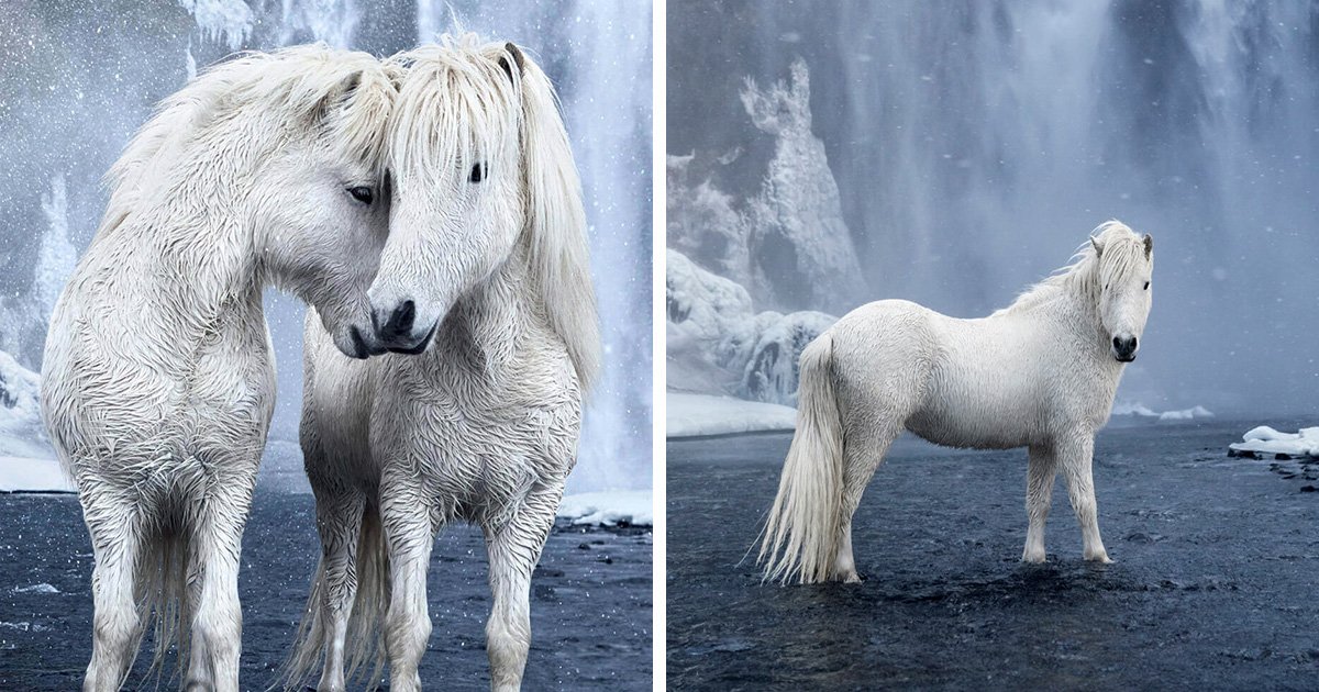25 photos féeriques de chevaux islandais vivant dans des conditions extrêmes