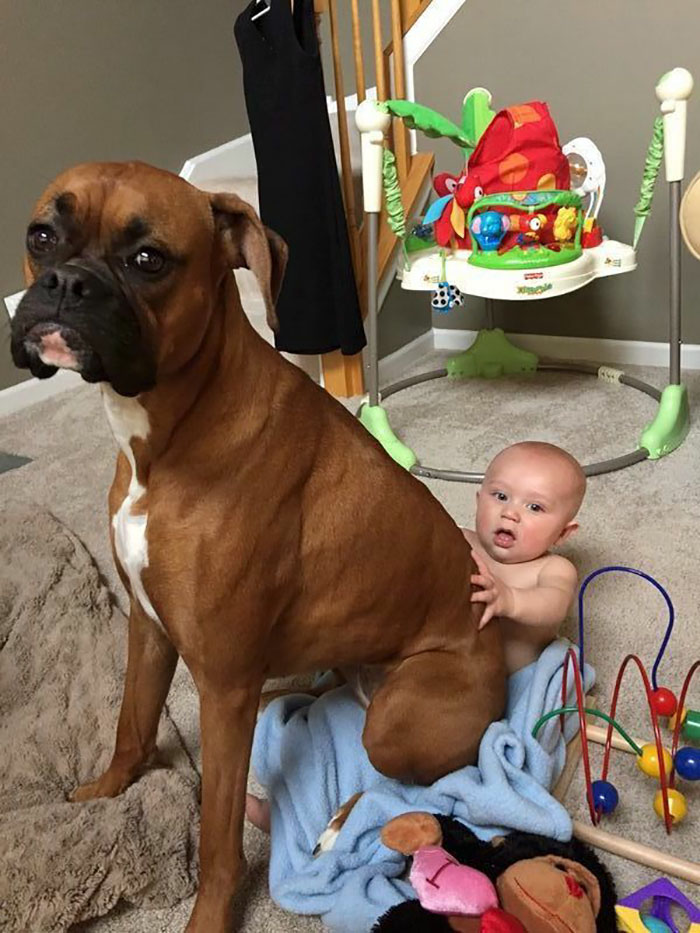 23 Photos Hilarantes Qui Prouvent Que Les Boxers Sont Les