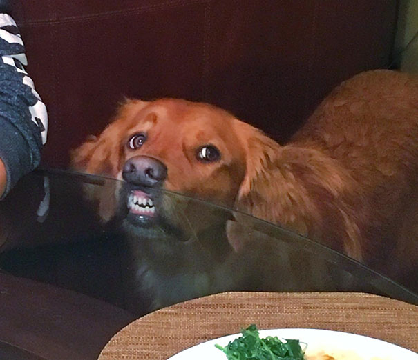 33 photos de chiens rigolos qui mendient de la nourriture
