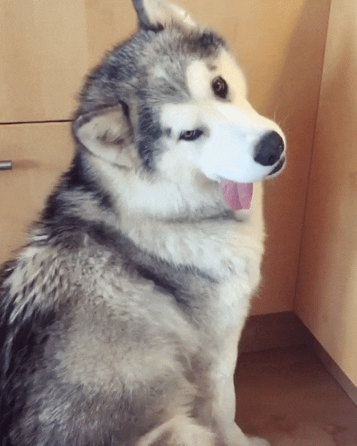 33 photos de chiens rigolos qui mendient de la nourriture