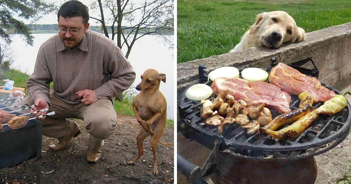 33 photos de chiens rigolos qui mendient de la nourriture