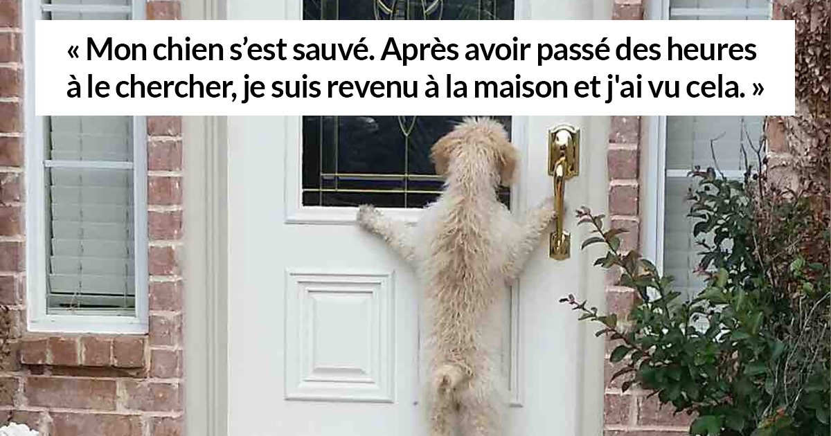 33 chiens maladroits qui vont te faire rire
