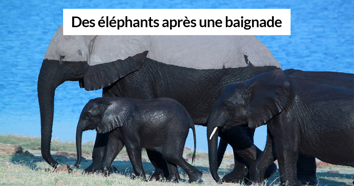 28 photos d’animaux avec des légendes hilarantes qui vont vous faire sourire