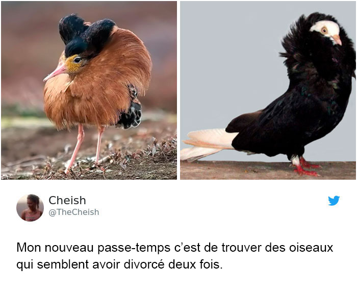 10 blagues géniales par des femmes qui ont fait rire les internautes