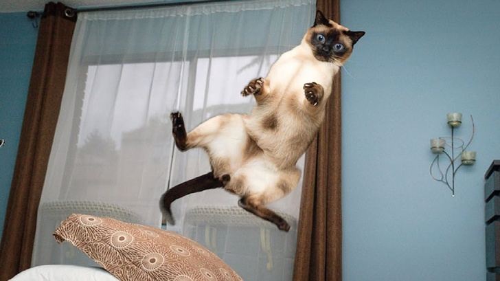 31 fois où les chats ont prouvé qu’ils sont les créatures les plus bizarres et les plus hilarantes ! By Ipnoze.com Chats-droles-bizarres-024