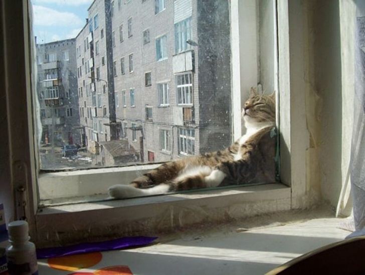31 fois où les chats ont prouvé qu’ils sont les créatures les plus bizarres et les plus hilarantes ! By Ipnoze.com Chats-droles-bizarres-030