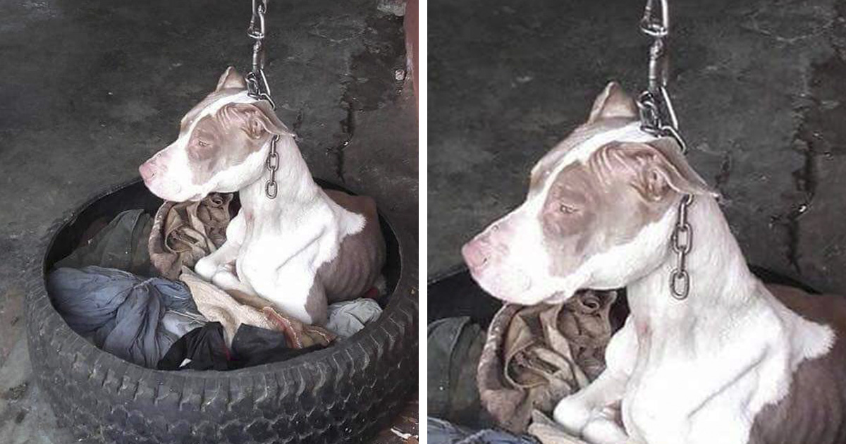Cette chienne qui ne pouvait jamais se reposer la tête à cause d’une chaîne trop courte a été secourue et les photos d’après vont vous faire sourire
