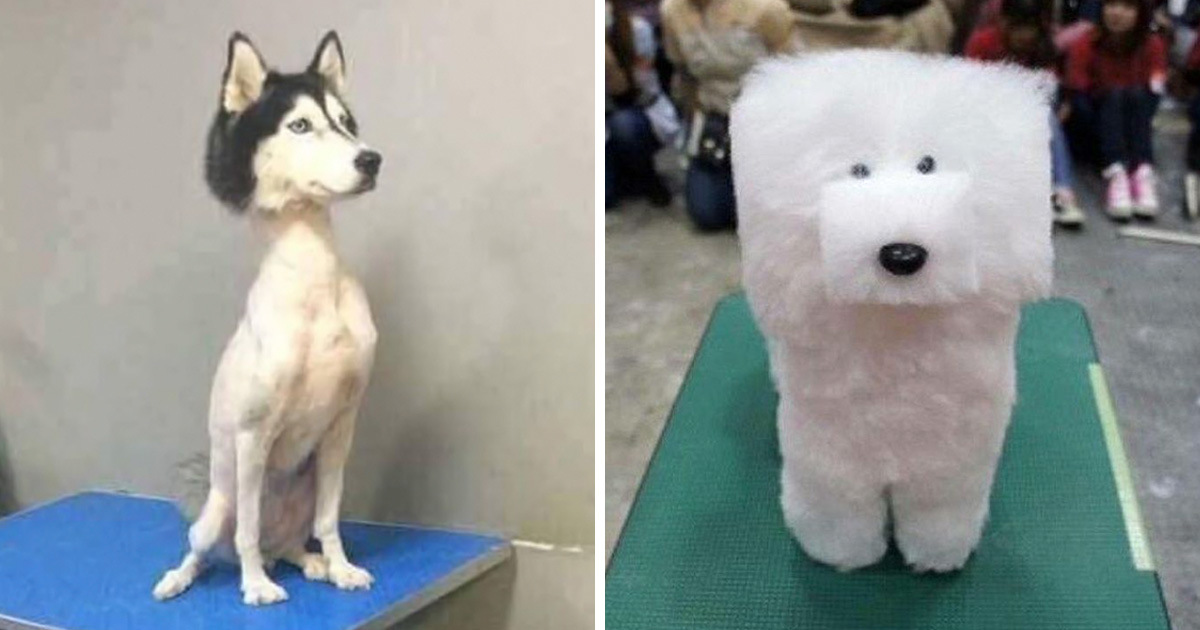 17 fois où des coiffures d’animaux ont tourné au pire ipnoze