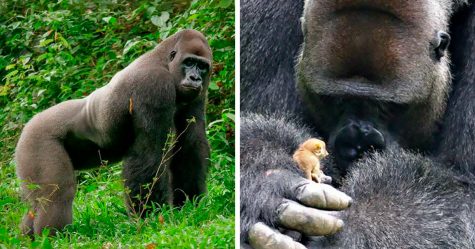 Ce gorille de 24 ans a rencontré une petite créature dans la forêt, et sa réaction est trop marrante