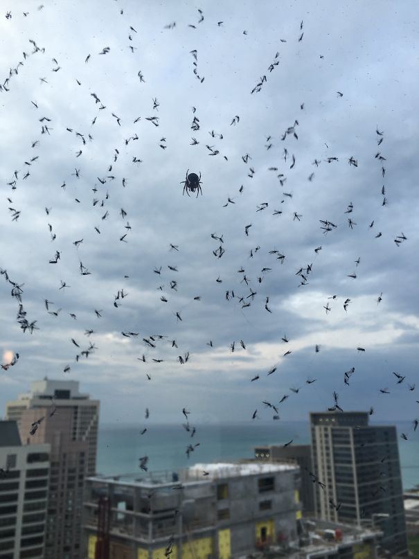 34 fois où la nature nous a fait dire « Non merci ! » (ATTENTION : cette liste est possiblement trop terrifiante pour vous)