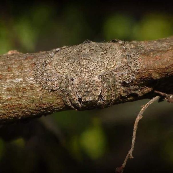 34 fois où la nature nous a fait dire « Non merci ! » (ATTENTION : cette liste est possiblement trop terrifiante pour vous)