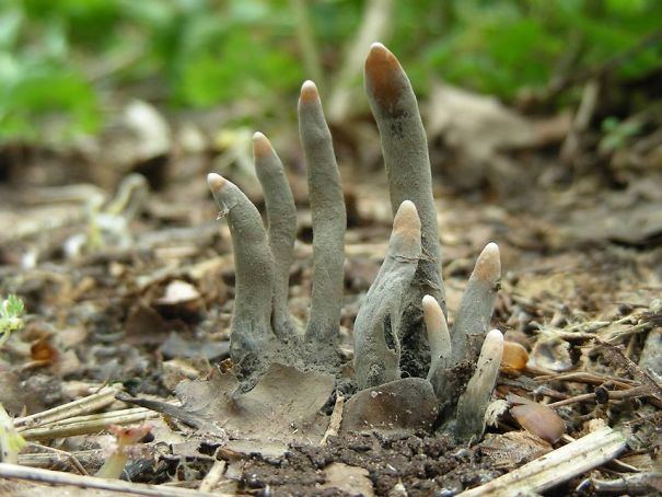34 fois où la nature nous a fait dire « Non merci ! » (ATTENTION : cette liste est possiblement trop terrifiante pour vous)
