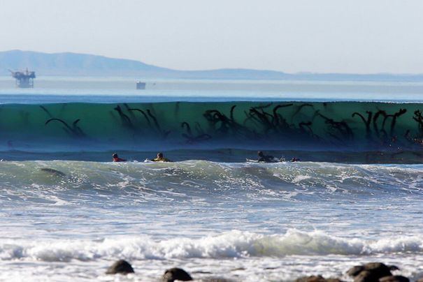 34 fois où la nature nous a fait dire « Non merci ! » (ATTENTION : cette liste est possiblement trop terrifiante pour vous)