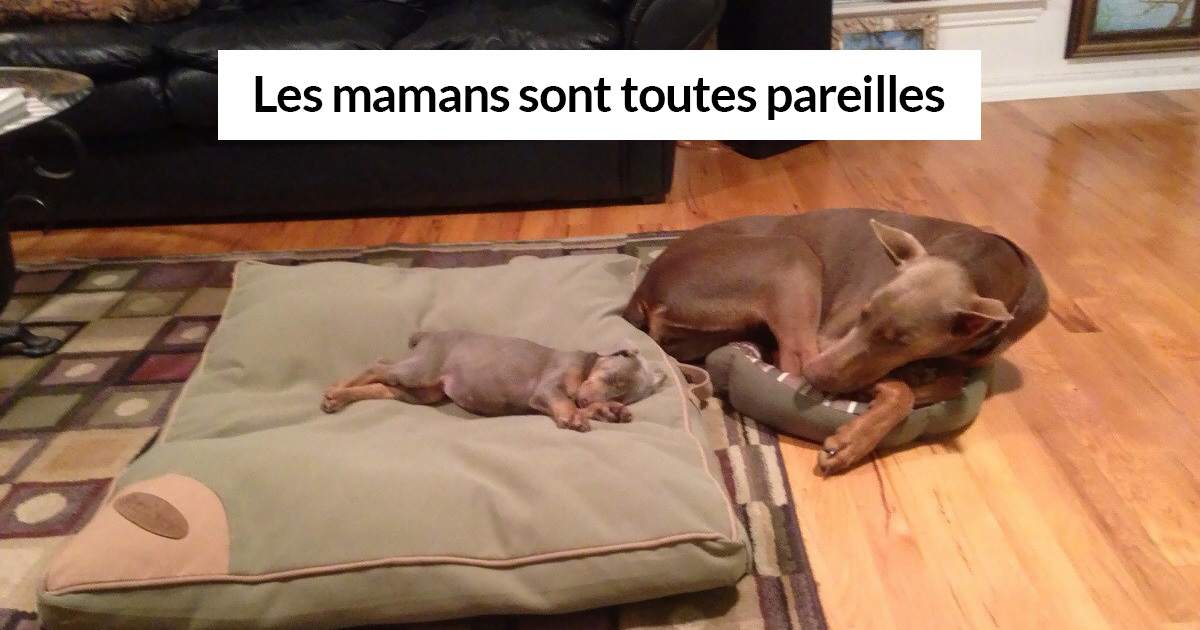 Vous aurez le sourire fendu jusqu’aux oreilles après avoir vu ces 25 photos sympas (nouvelles images)
