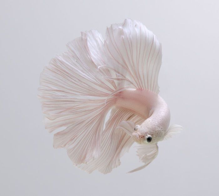 Ce photographe thaïlandais saisit la beauté des poissons d’aquarium comme nul autre (30 images)