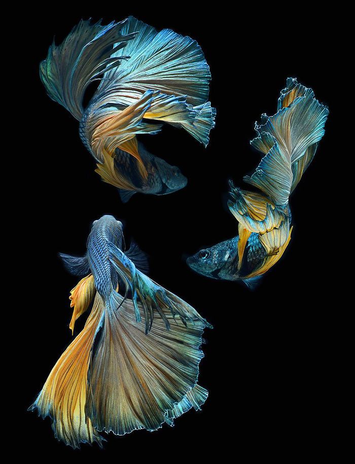 Ce photographe thaïlandais saisit la beauté des poissons d’aquarium comme nul autre (30 images)
