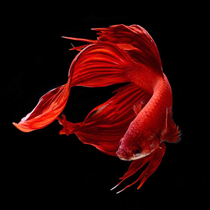 Ce photographe thaïlandais saisit la beauté des poissons d’aquarium comme nul autre (30 images)