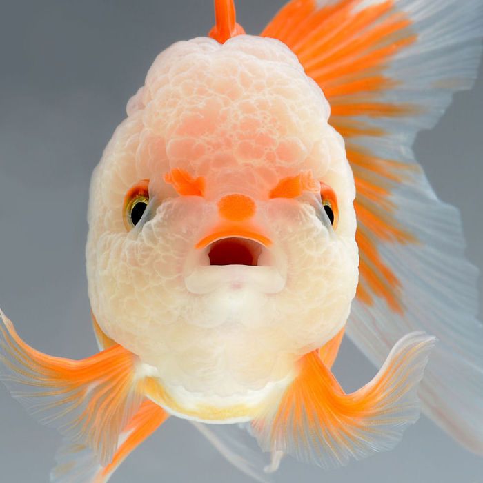 Ce photographe thaïlandais saisit la beauté des poissons d’aquarium comme nul autre (30 images)