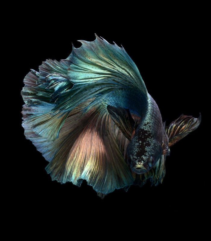 Ce photographe thaïlandais saisit la beauté des poissons d’aquarium comme nul autre (30 images)