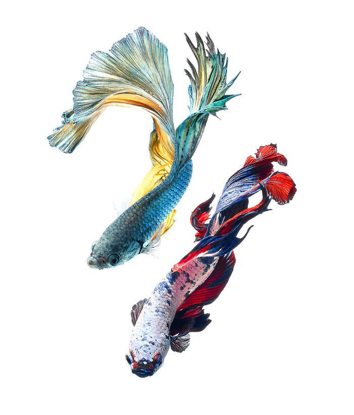 Ce photographe thaïlandais saisit la beauté des poissons d’aquarium comme nul autre (30 images)