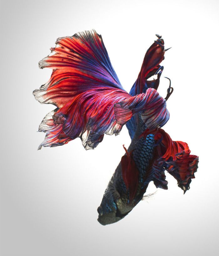 Ce photographe thaïlandais saisit la beauté des poissons d’aquarium comme nul autre (30 images)