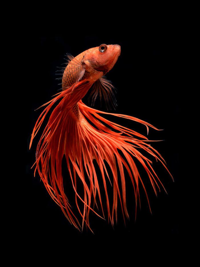 Ce photographe thaïlandais saisit la beauté des poissons d’aquarium comme nul autre (30 images)