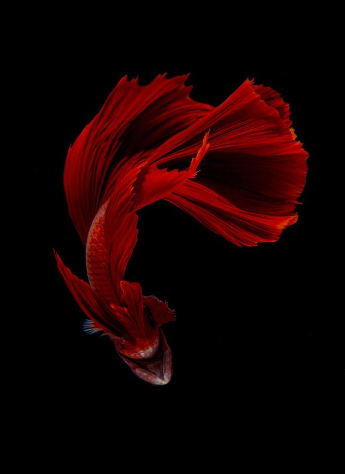 Ce photographe thaïlandais saisit la beauté des poissons d’aquarium comme nul autre (30 images)