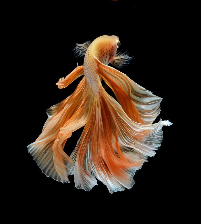 Ce photographe thaïlandais saisit la beauté des poissons d’aquarium comme nul autre (30 images)