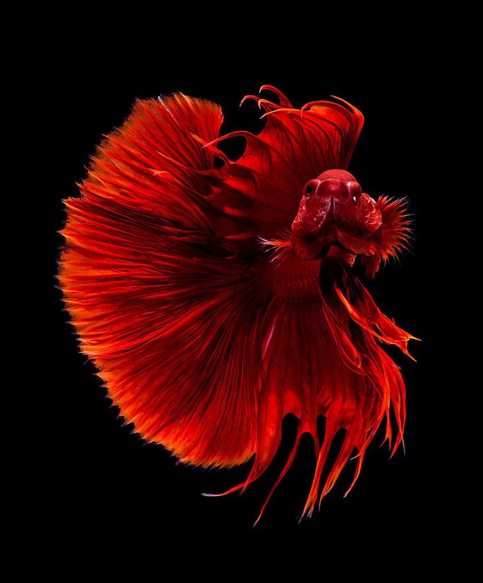 Ce photographe thaïlandais saisit la beauté des poissons d’aquarium comme nul autre (30 images)