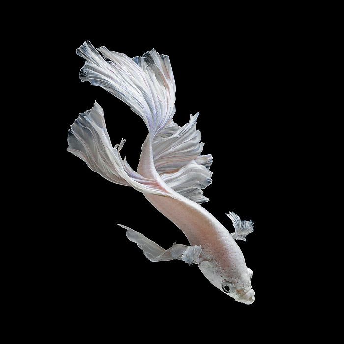 Ce photographe thaïlandais saisit la beauté des poissons d’aquarium comme nul autre (30 images)