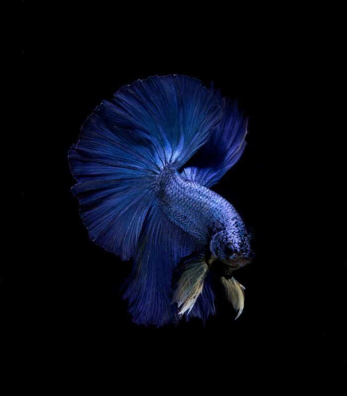 Ce photographe thaïlandais saisit la beauté des poissons d’aquarium comme nul autre (30 images)
