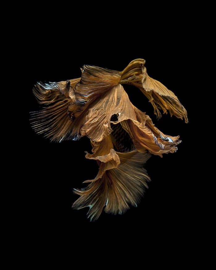 Ce photographe thaïlandais saisit la beauté des poissons d’aquarium comme nul autre (30 images)